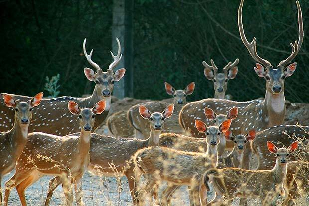 Amirthi Zoological Park